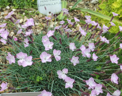 Dianthus freynii 